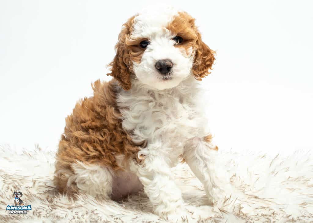 Honey7weeks_2491 2