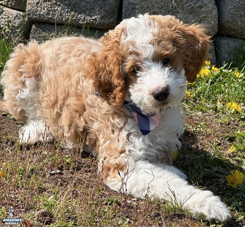 aussiedoodle-apricot-bi-color-puppy