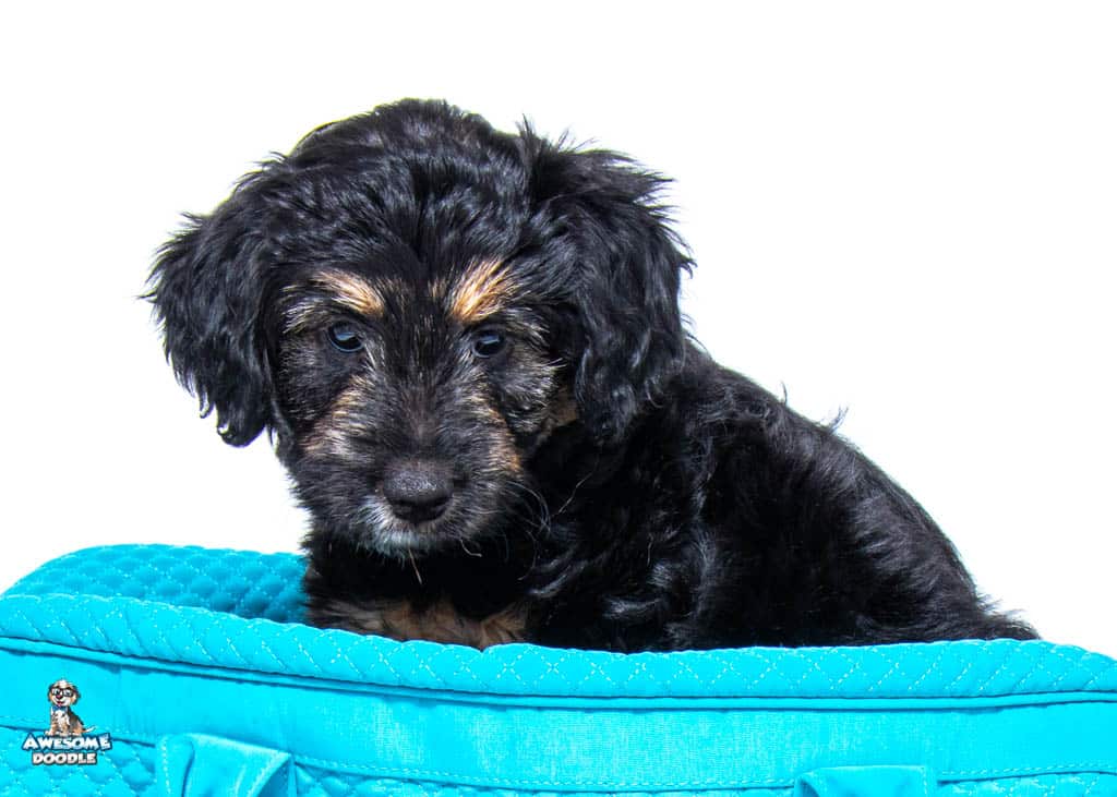 Ziti8wks202323-06-03 02.10.49