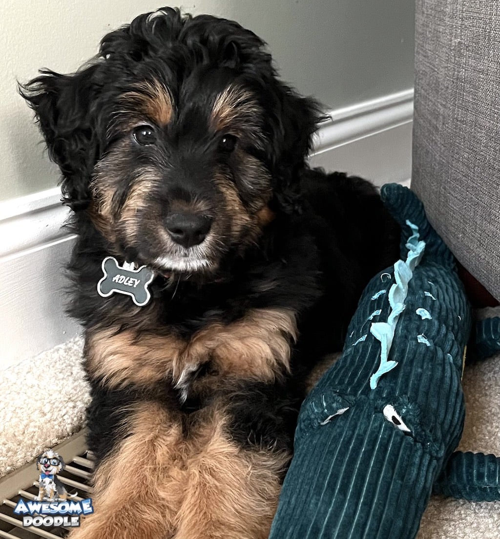 black-phantom-aussiedoodle-pup-adley aussiedoodle-puppy-black-phantom