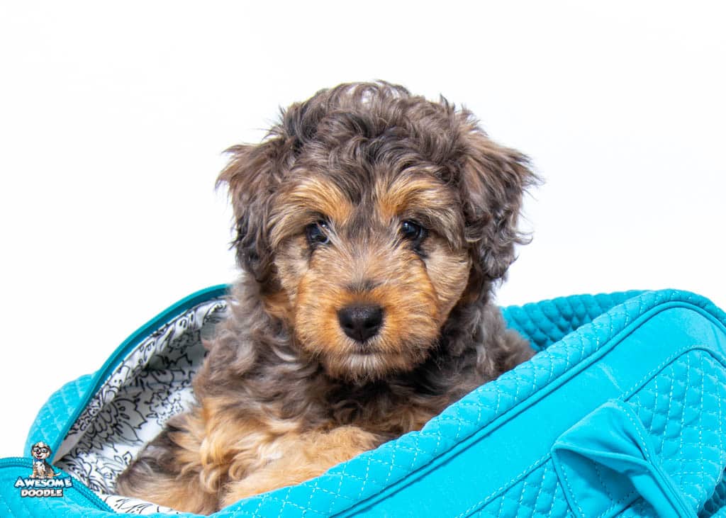 farfalle8wks2023-06-03 02.31.15