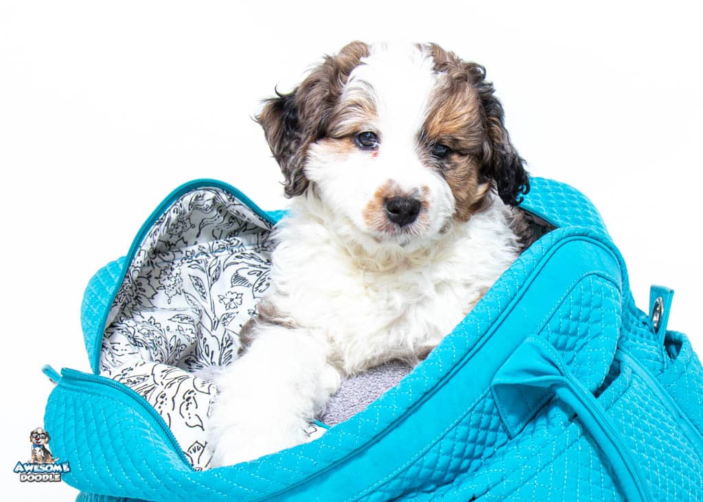 ravioli8wks202323-06-03 02.32.39