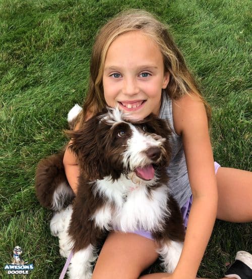 red-tri-aussiedoodle-with-human-kid