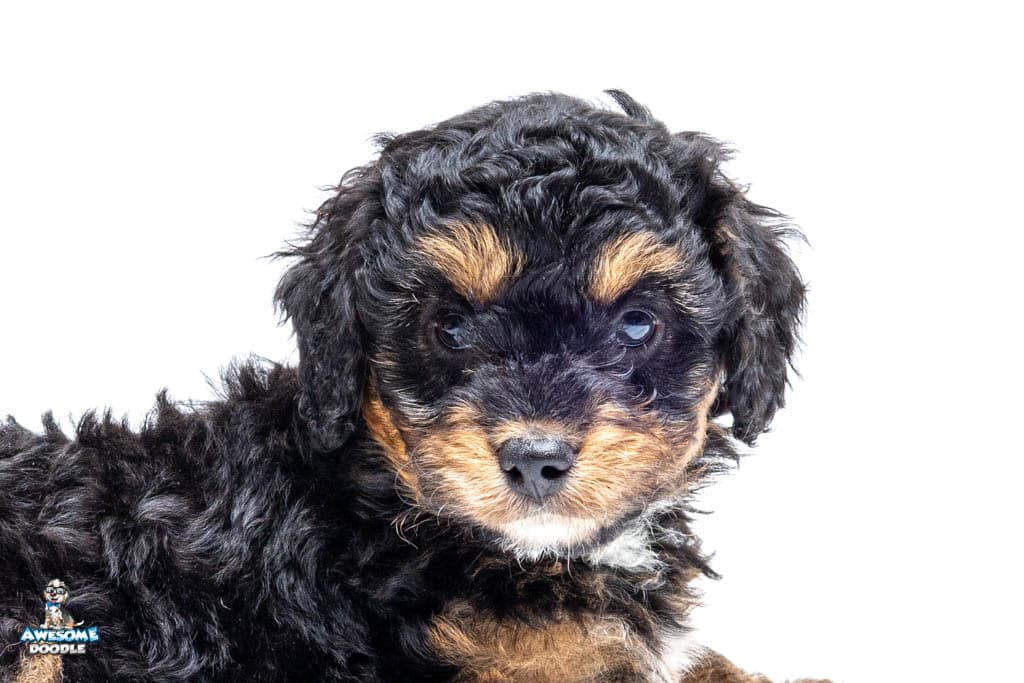 Cosmo7wks6023