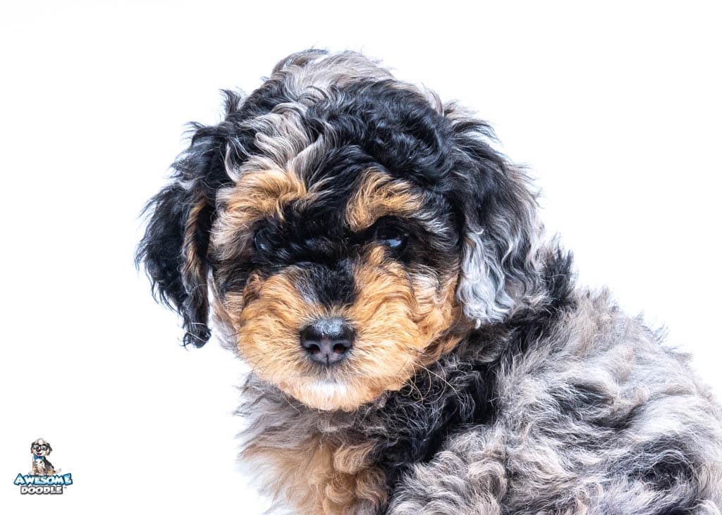 Maci7wks6002