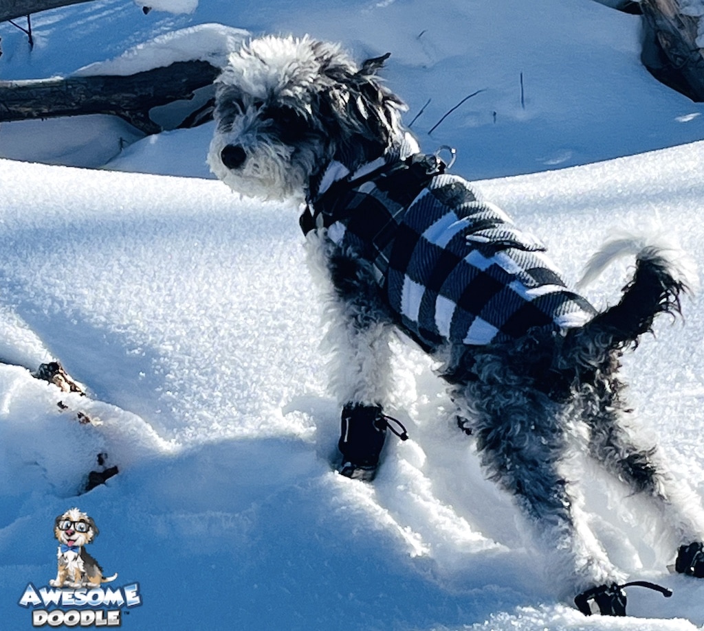 blue-merle-aussiedoodle-in-snow-river blue-merle-with-white-aussiedoodle-playing-in-snow
