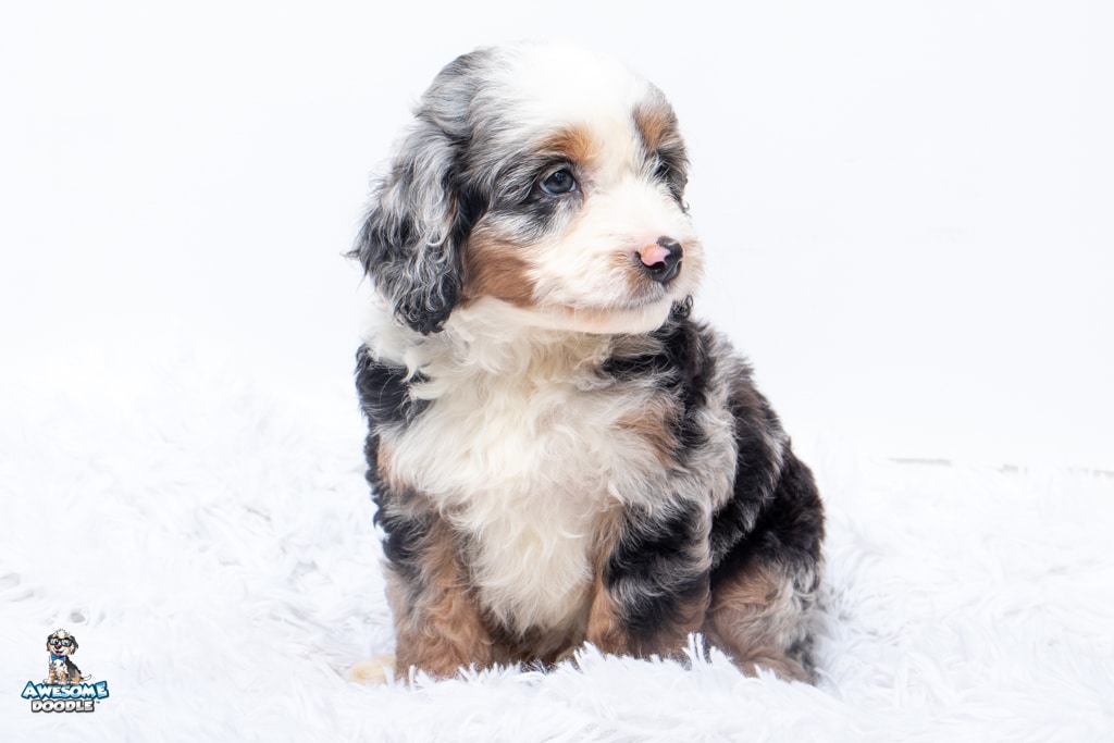 Bently7wks_3802