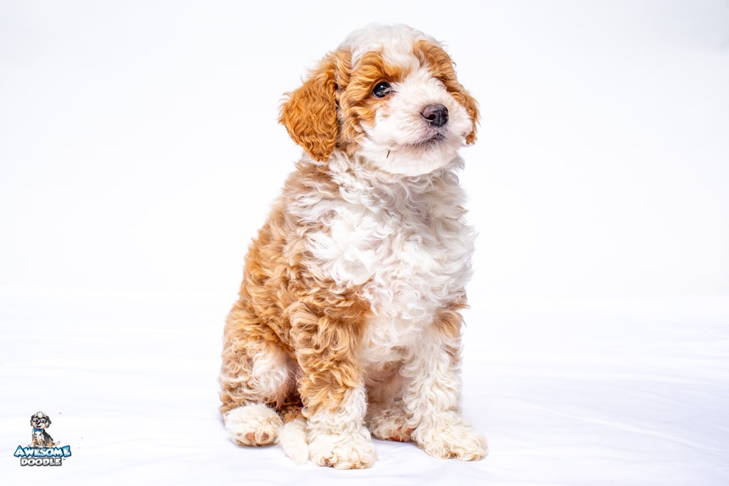 Jack-O7wks_2849