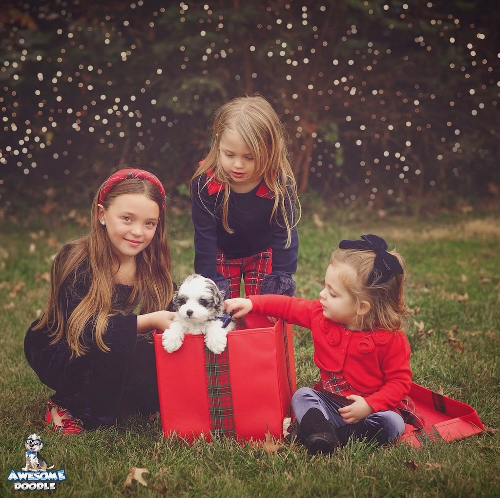 blue-merle-with-white-aussiedoodle-with-kids blue merle aussiedoodle puppy with children