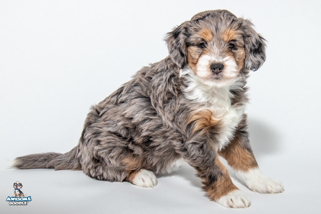 Eclair-7wks-20247811