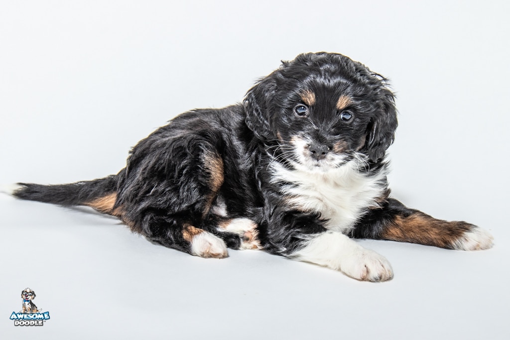 Pickles-7wks-20247821