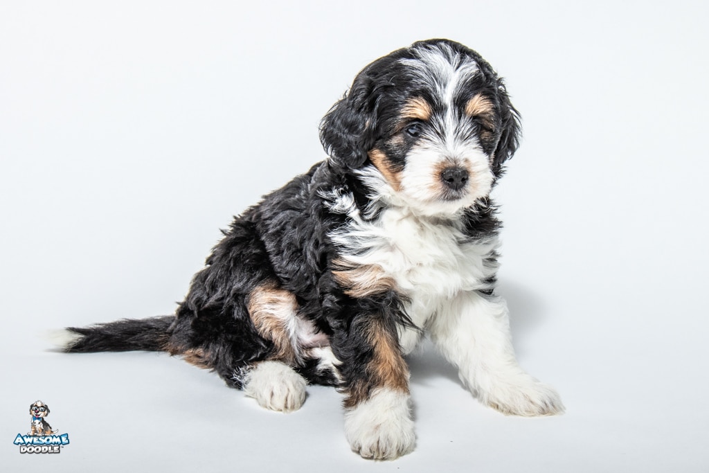 Saffy-7wks-07 03.41.37