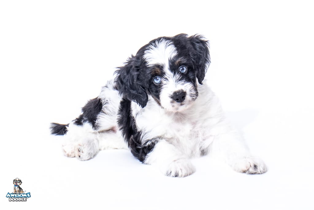 Abby7wks2797