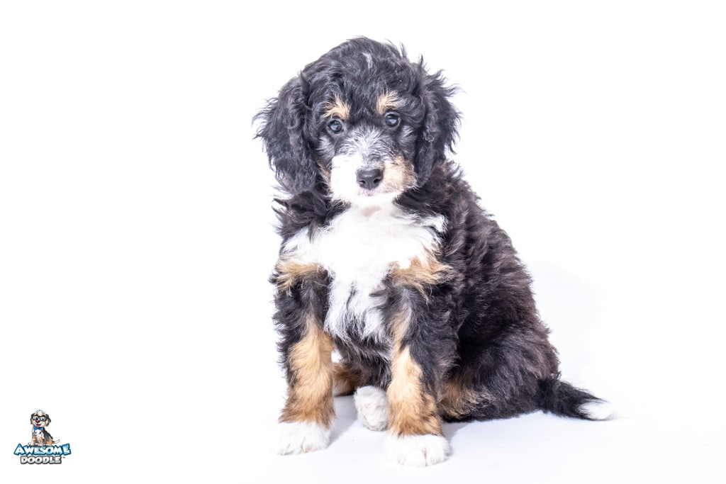 Gypsy7wks2850