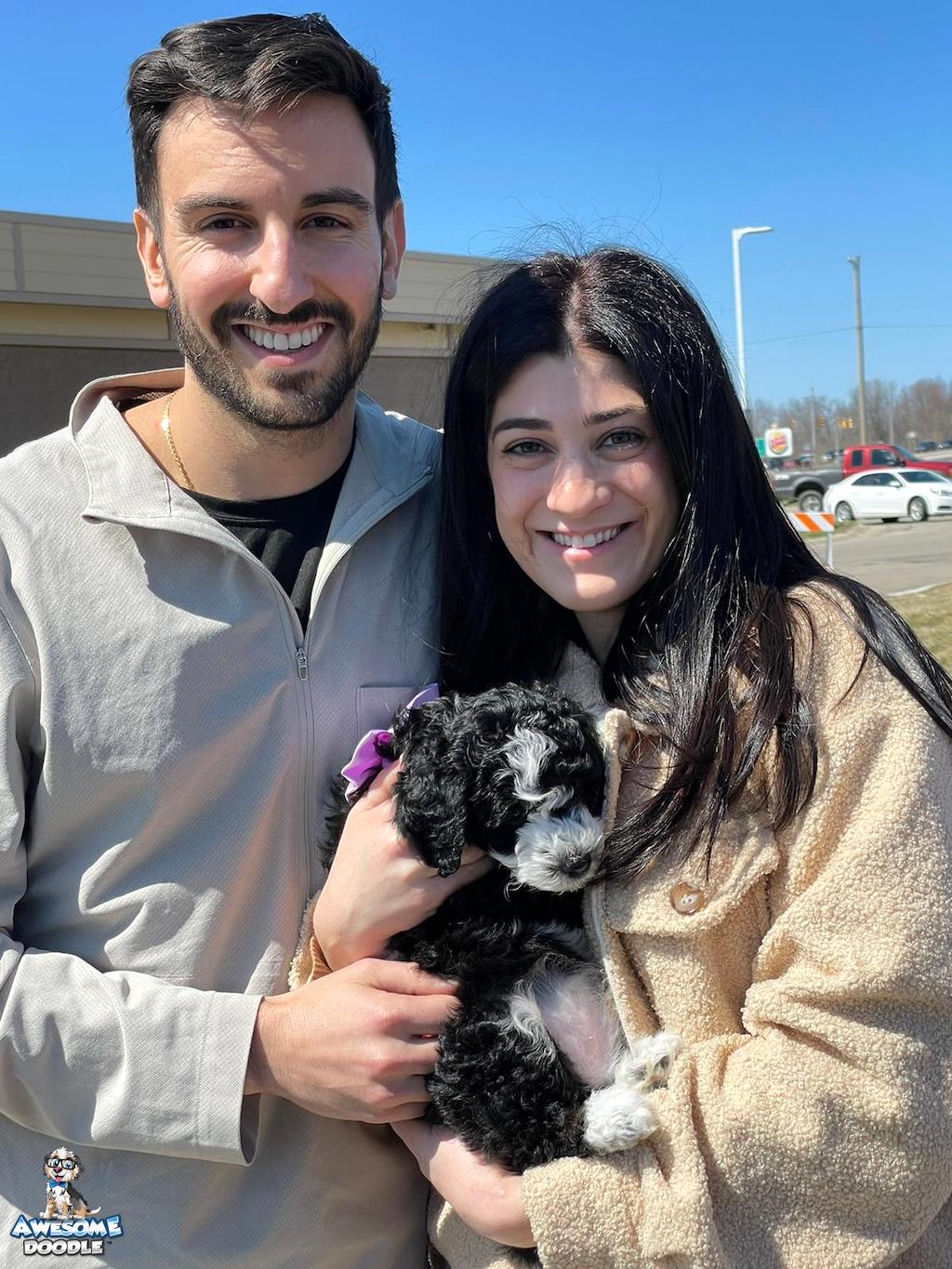homecoming-black-bi-aussiedoodle
