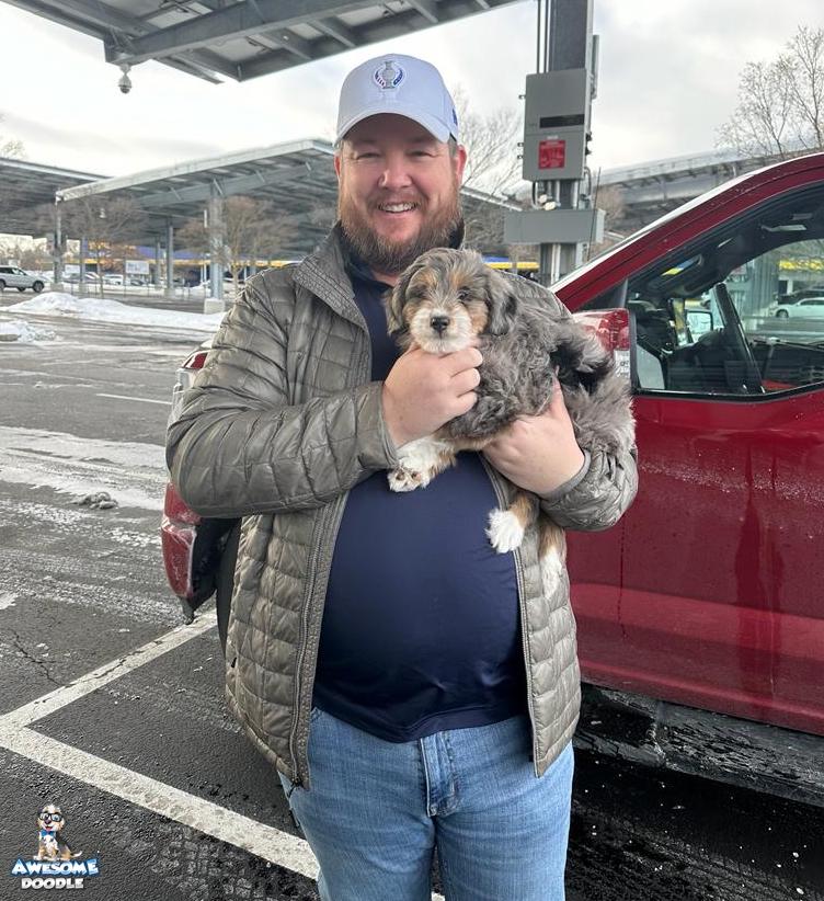 blue-mere-with-white-and-copper-aussiedoodle-pup-meets-owner