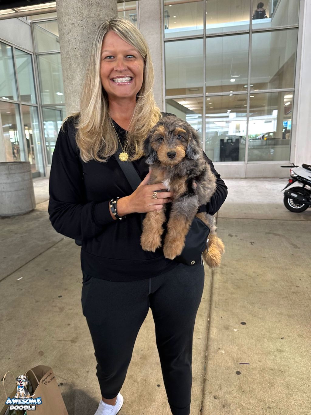 blue-merle-phantom-aussiedoodle-homecoming