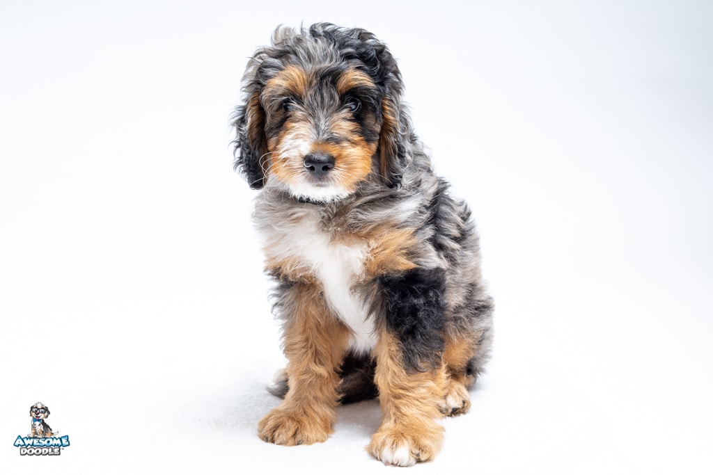 Asher8wks7918