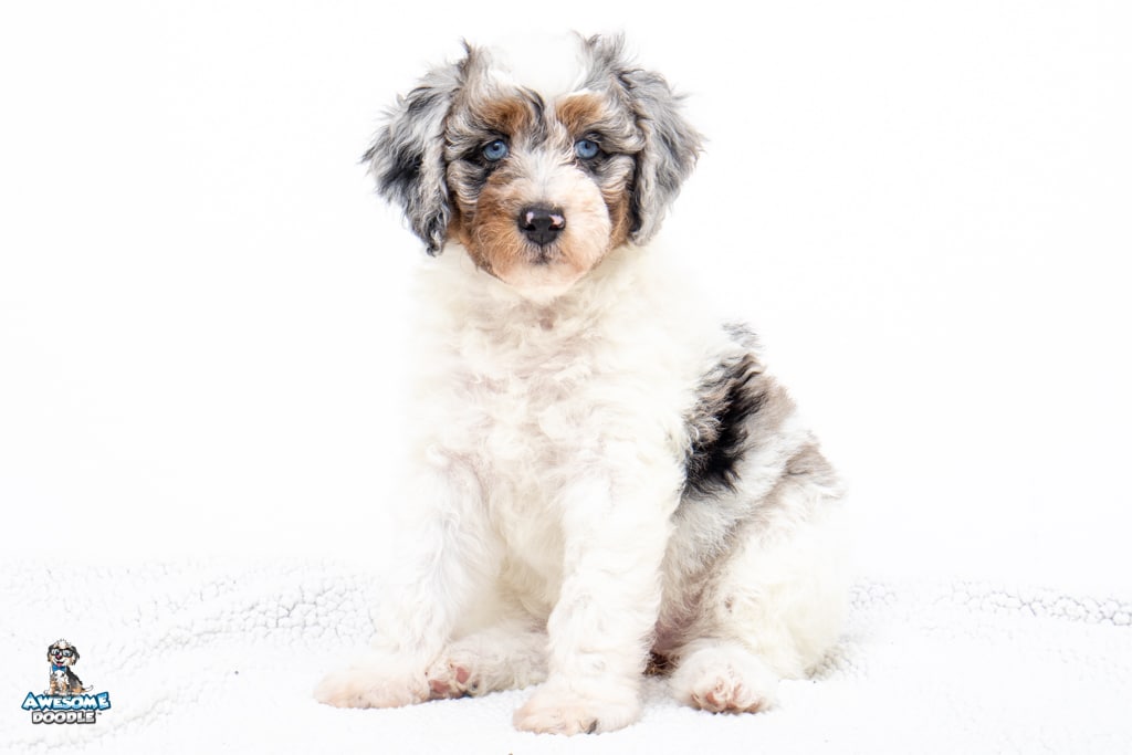 Athena7wks4609