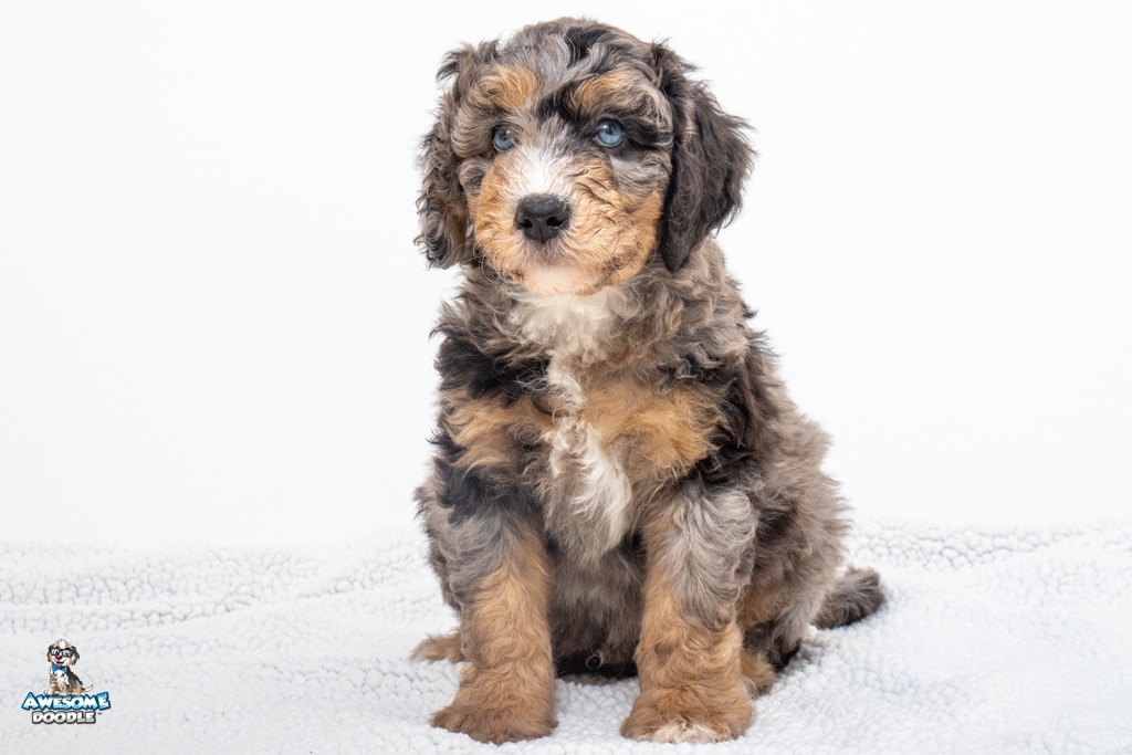 Bandit7wks4551