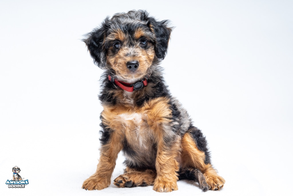 Booker8wks7916