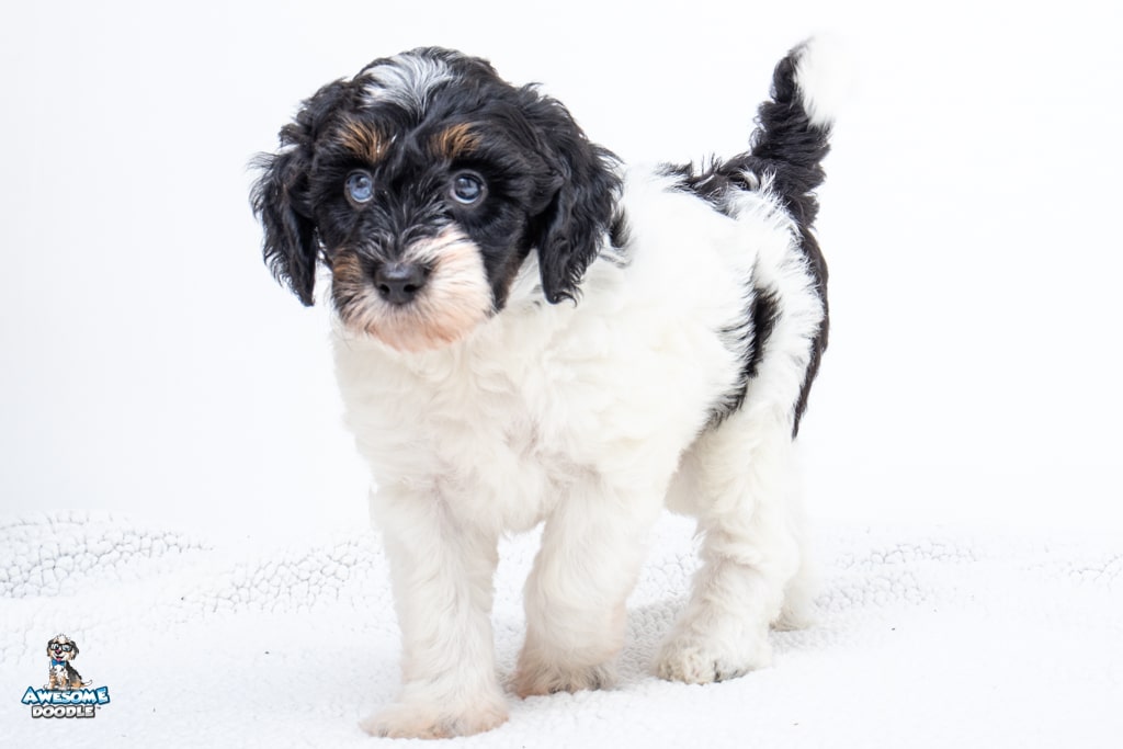 Domino7wks4765