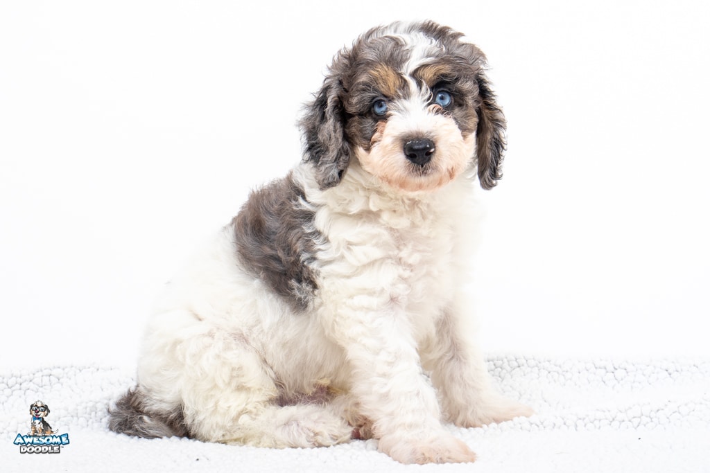 Frankie7wks4648