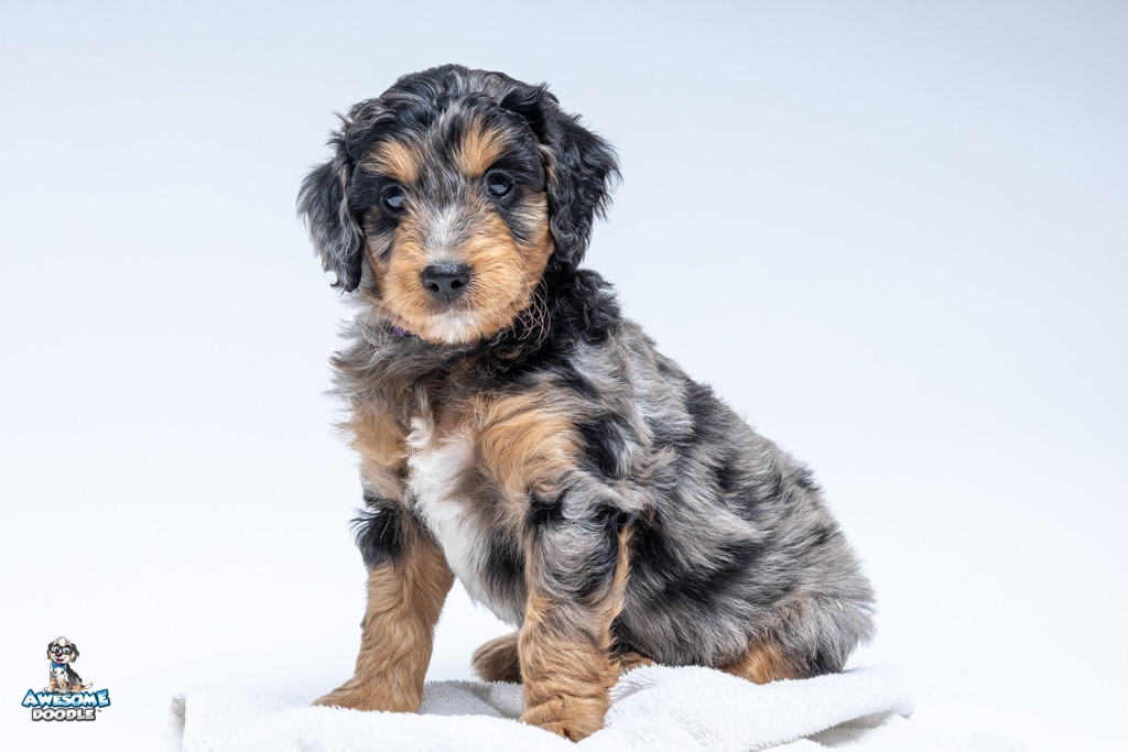Frederick6wks7725