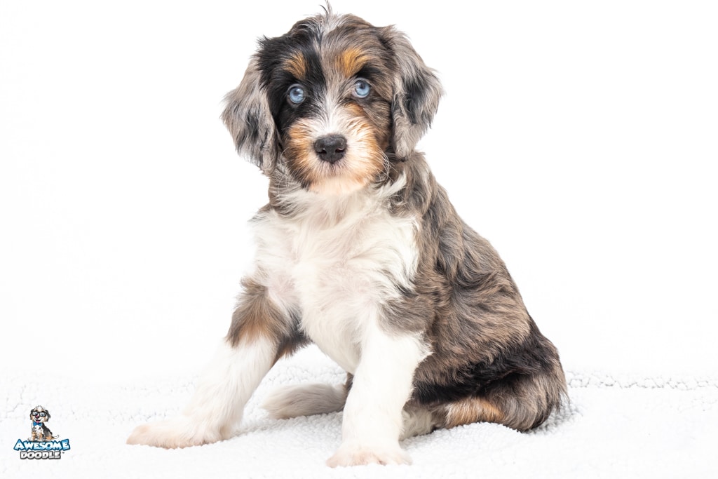 Mabel7wks4626