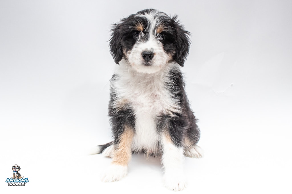 Texas Ranger, Our Pets at AwesomeDoodle