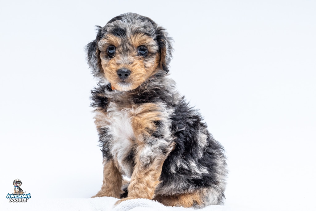 Sassenach6wks7741