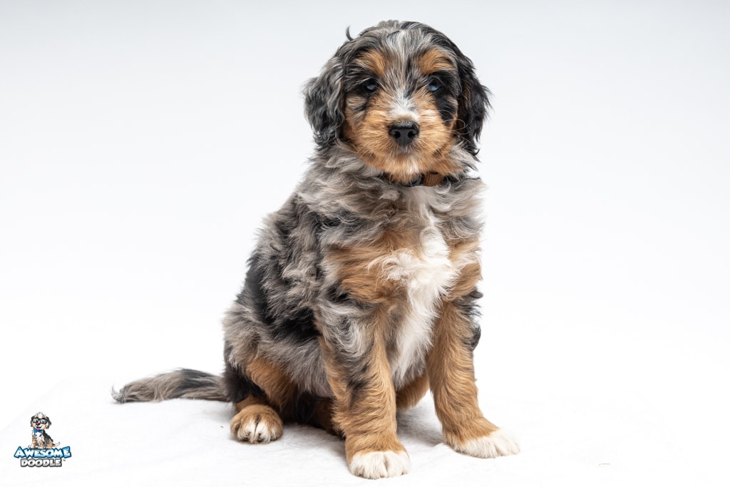 Snoop7wks7897