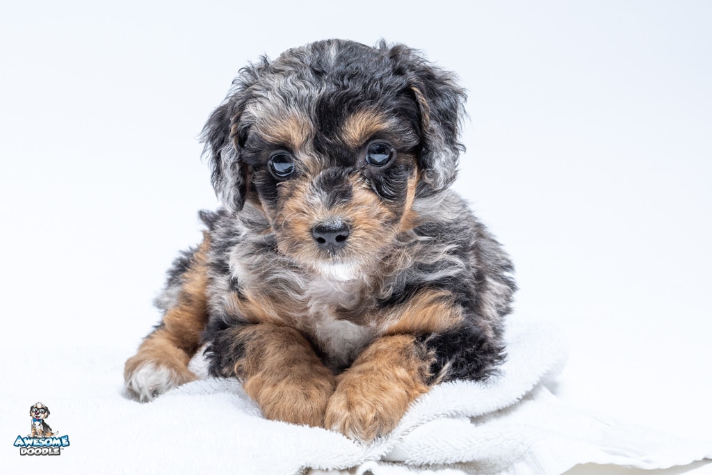 Zoë6wks7711