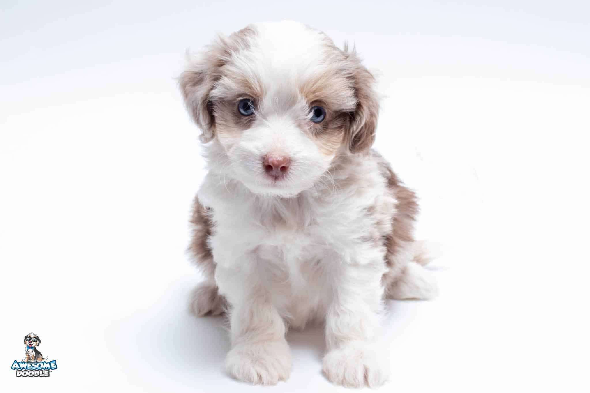Cinnamon7wk4096