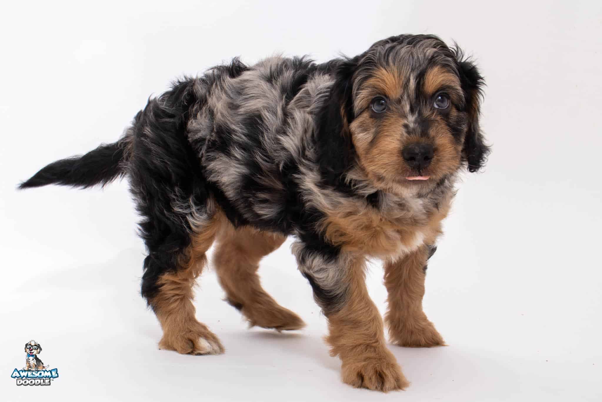 Ginny7wk7401