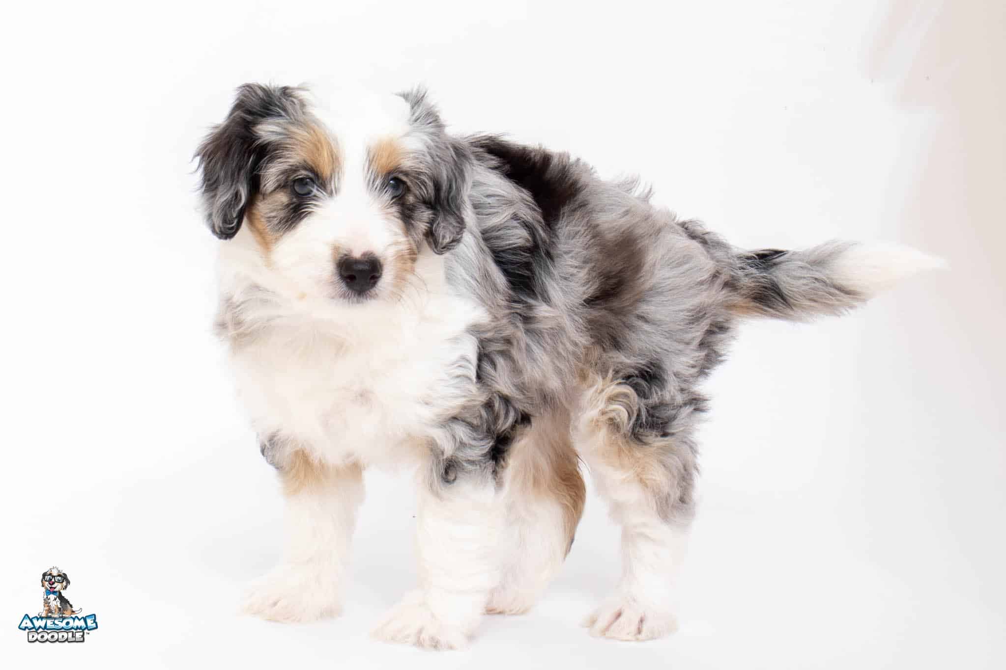 Josie7wk7296