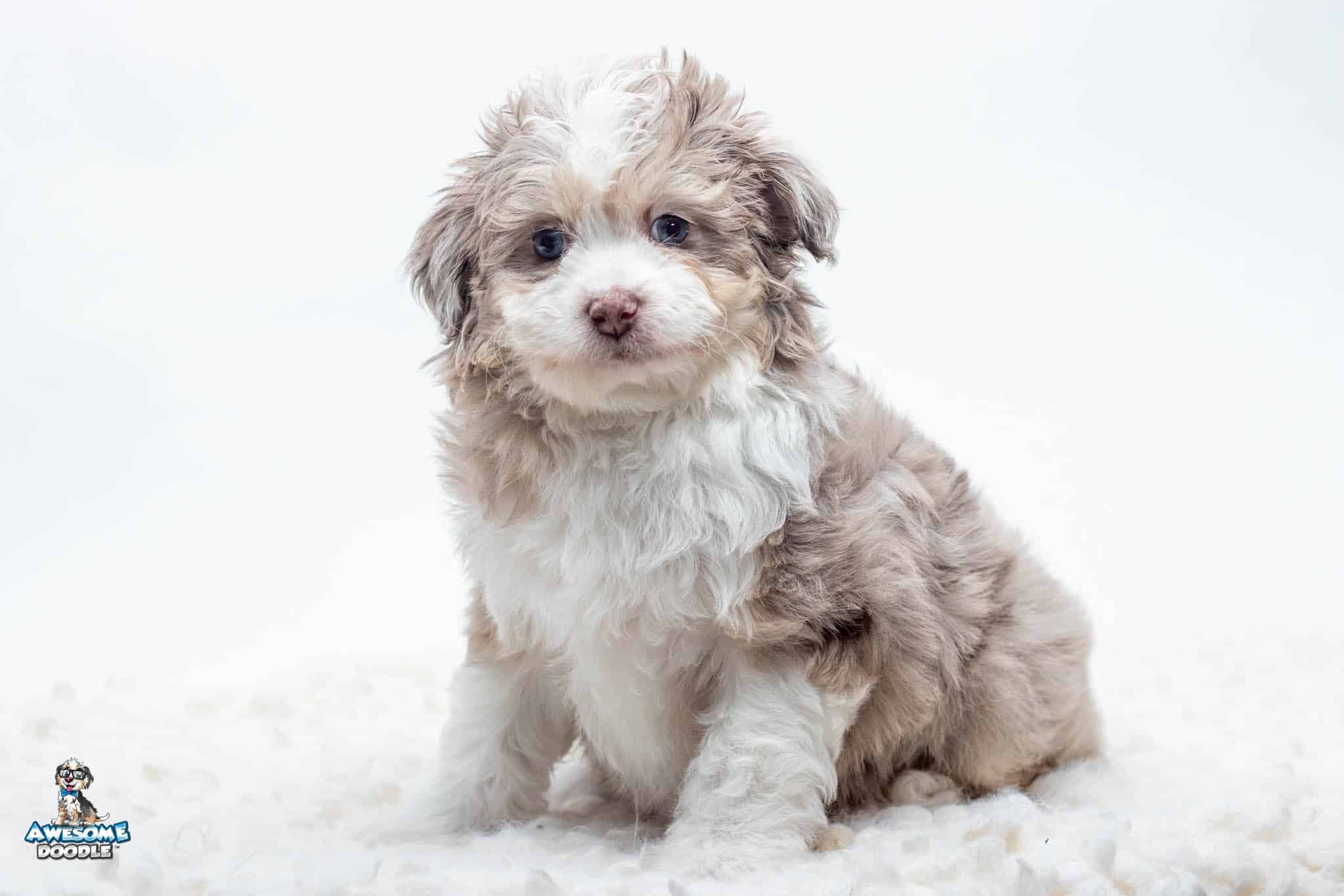 Lumi7wk5559