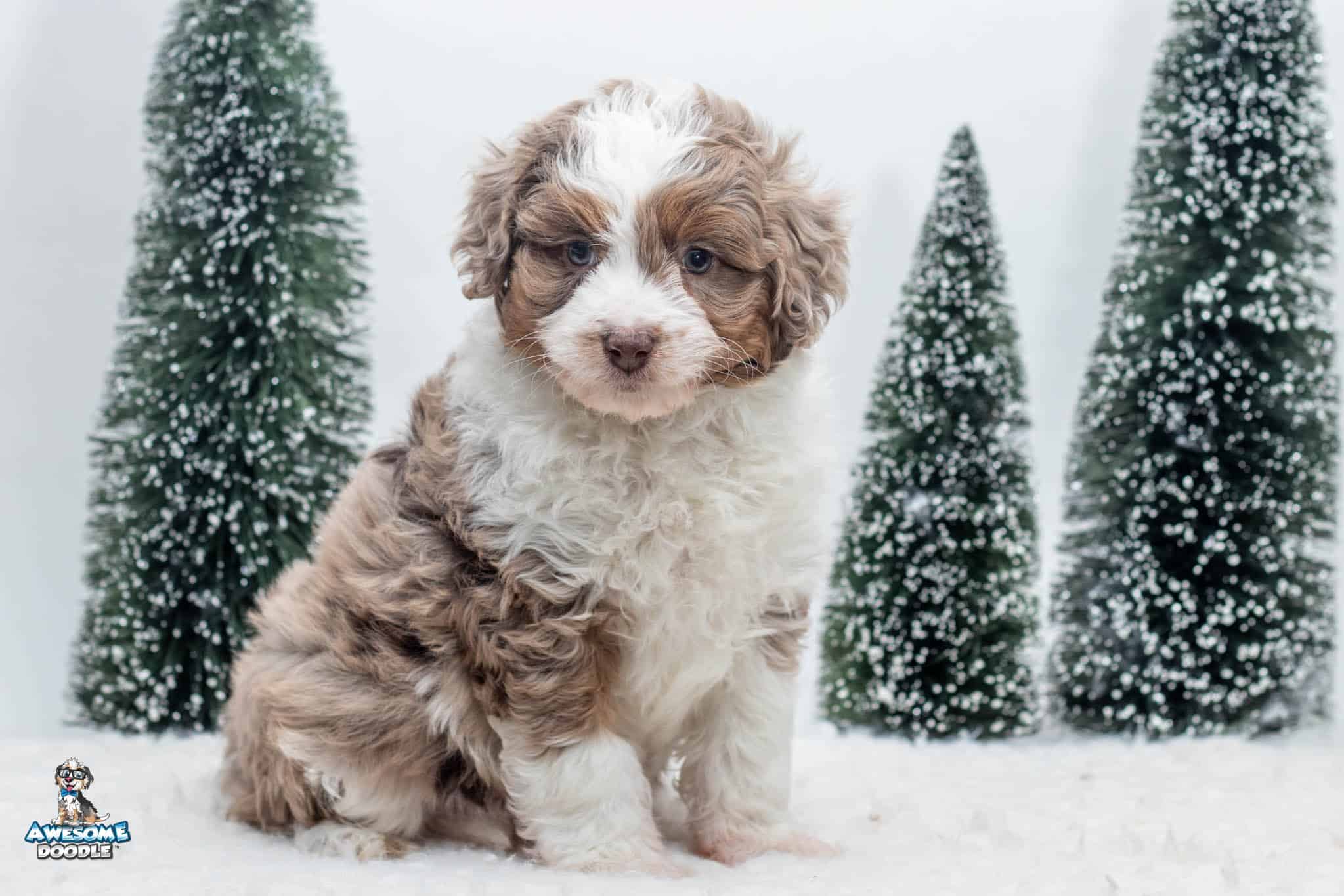 Oliver6wk5041