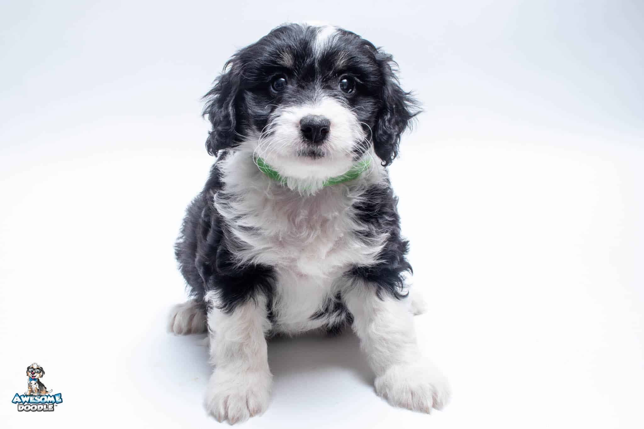 Parsley7wk4277