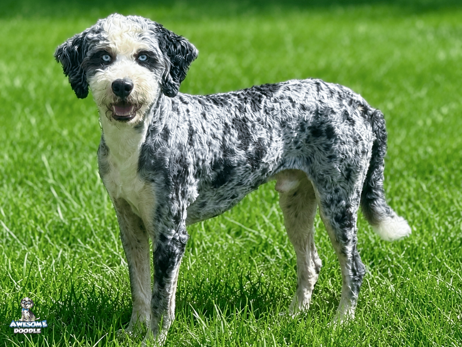 Cooper