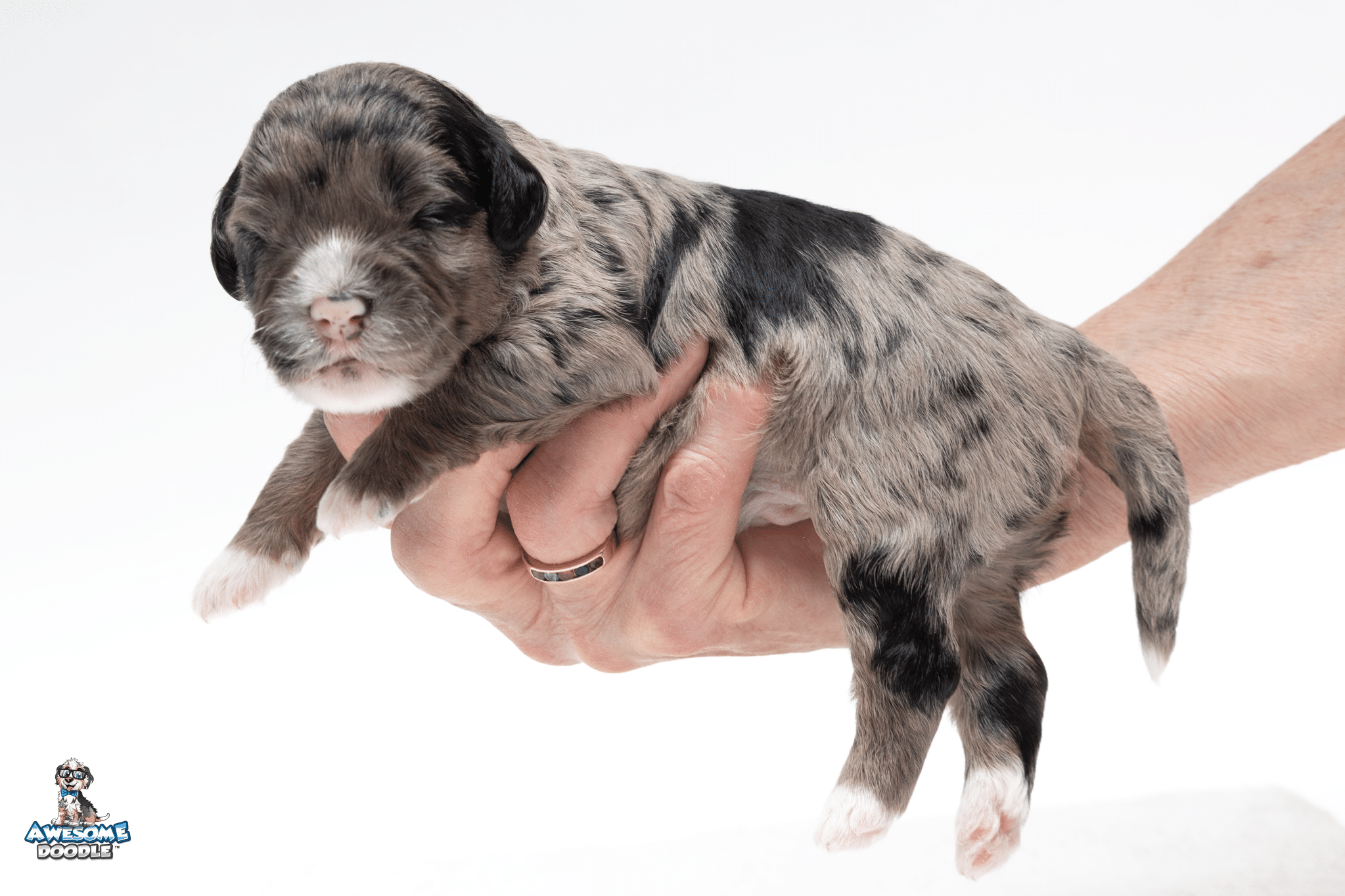 Murray2wk8534