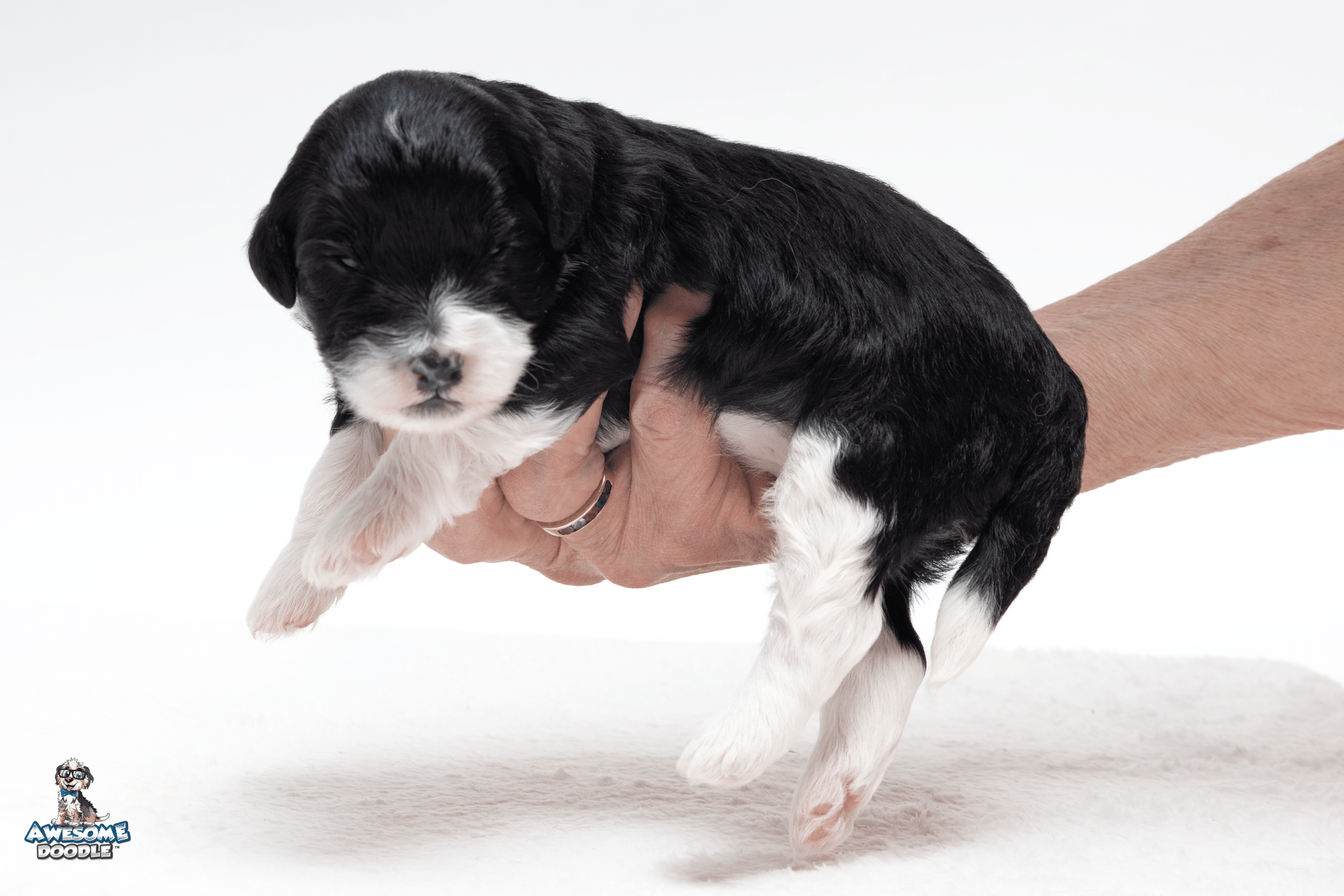 Rosie2wk8586