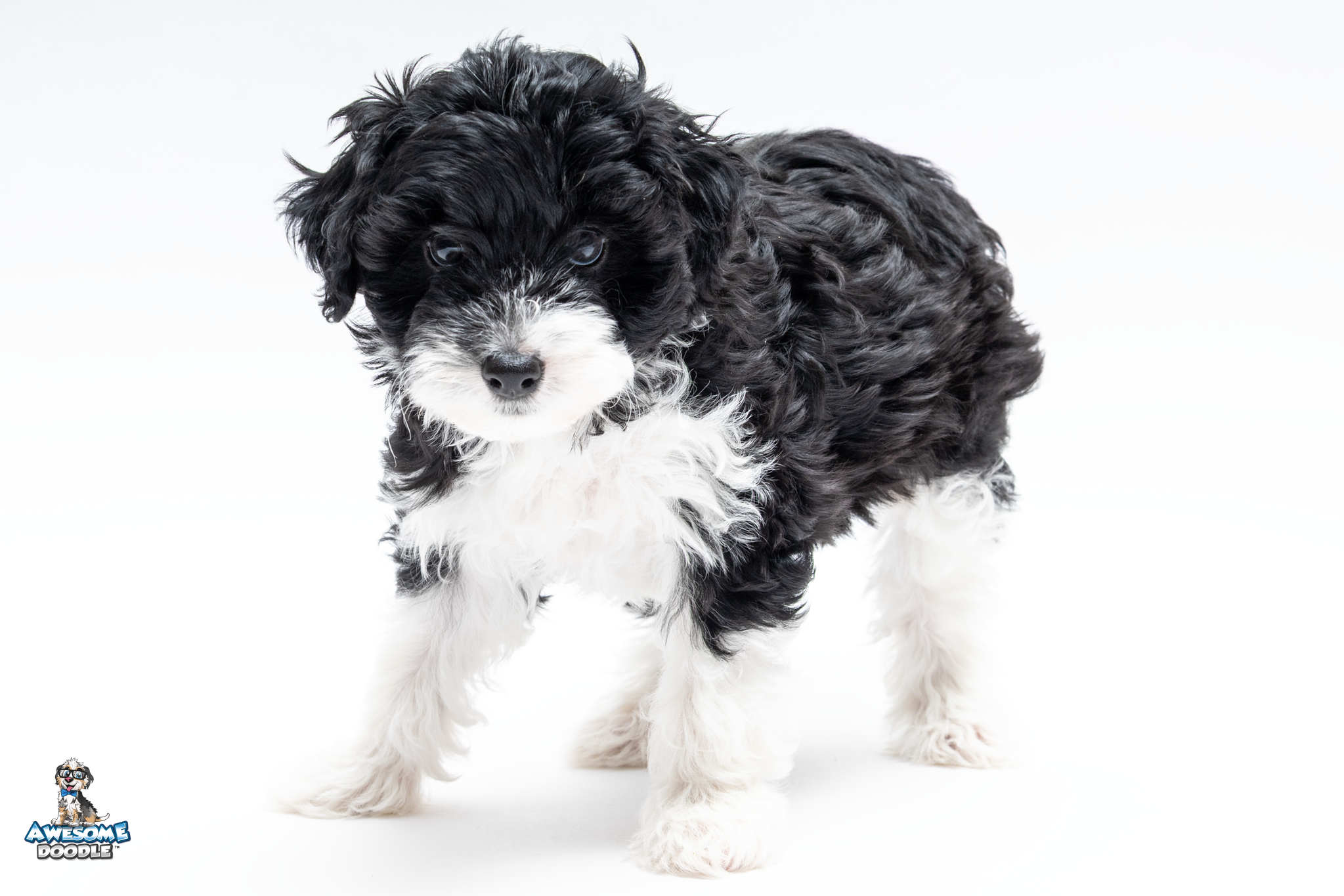 Rosie7wk8957-2
